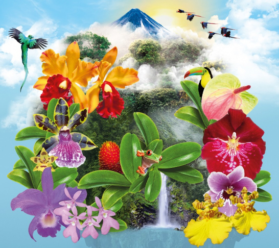 Kew Gardens' orchid festival | Exclusive early access