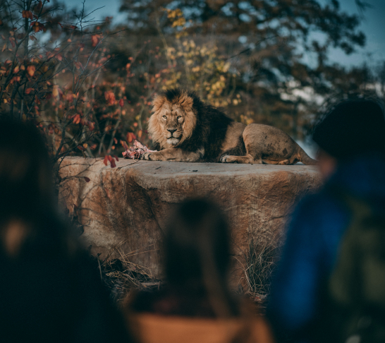 Chester Zoo