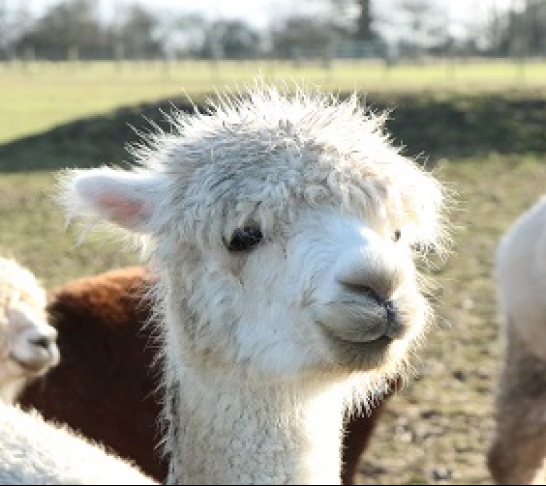 Alpaca Trekking Peebleshire