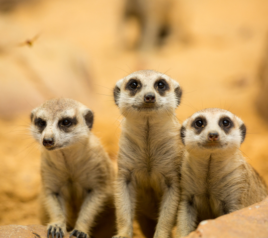 Dartmoor Zoo Tickets