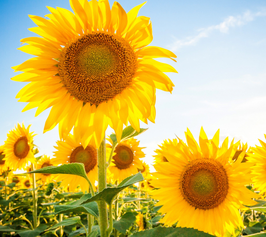 Leicester Northampton Area | Coach trip to Kew Gardens