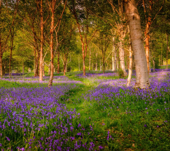 Wakehurst Kew spring guided walk