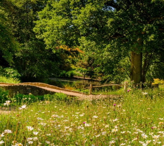 Centenary Event | Wild Food Walks for Kew at Wakehurst
