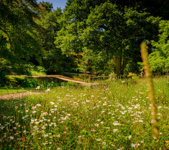 Wakehurst Kew summer guided walk