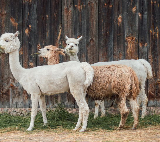 East Kent | Alpaca Trekking Experience