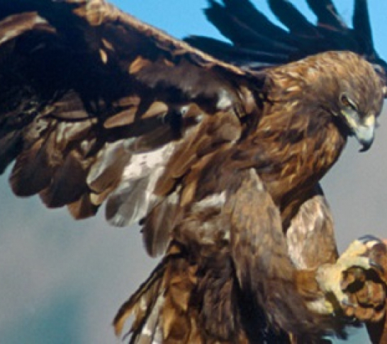 Victorian falconry at Brodsworth Hall