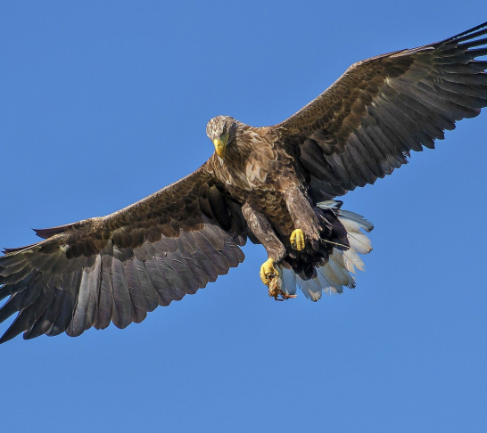 East Kent | VIP Activity Day at Eagle Heights Wildlife Foundation