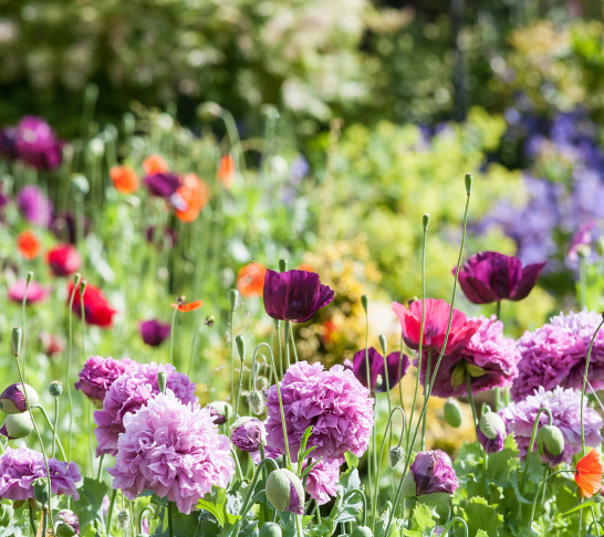 *CANCELLED* Chatham and Maidstone Trip to Hampton Court Palace Garden Festival
