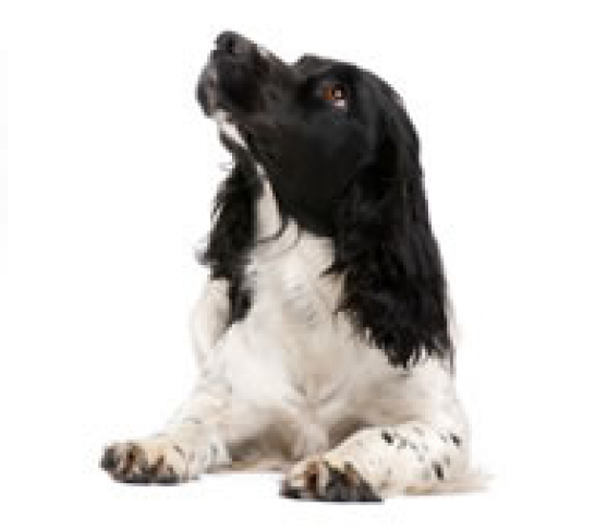 Oxford Area | All About Dogs